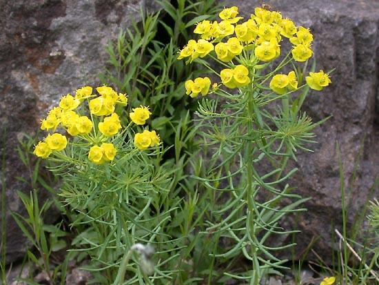 <p>Euphorbia cyparissias - Euphorbiaceae</p>