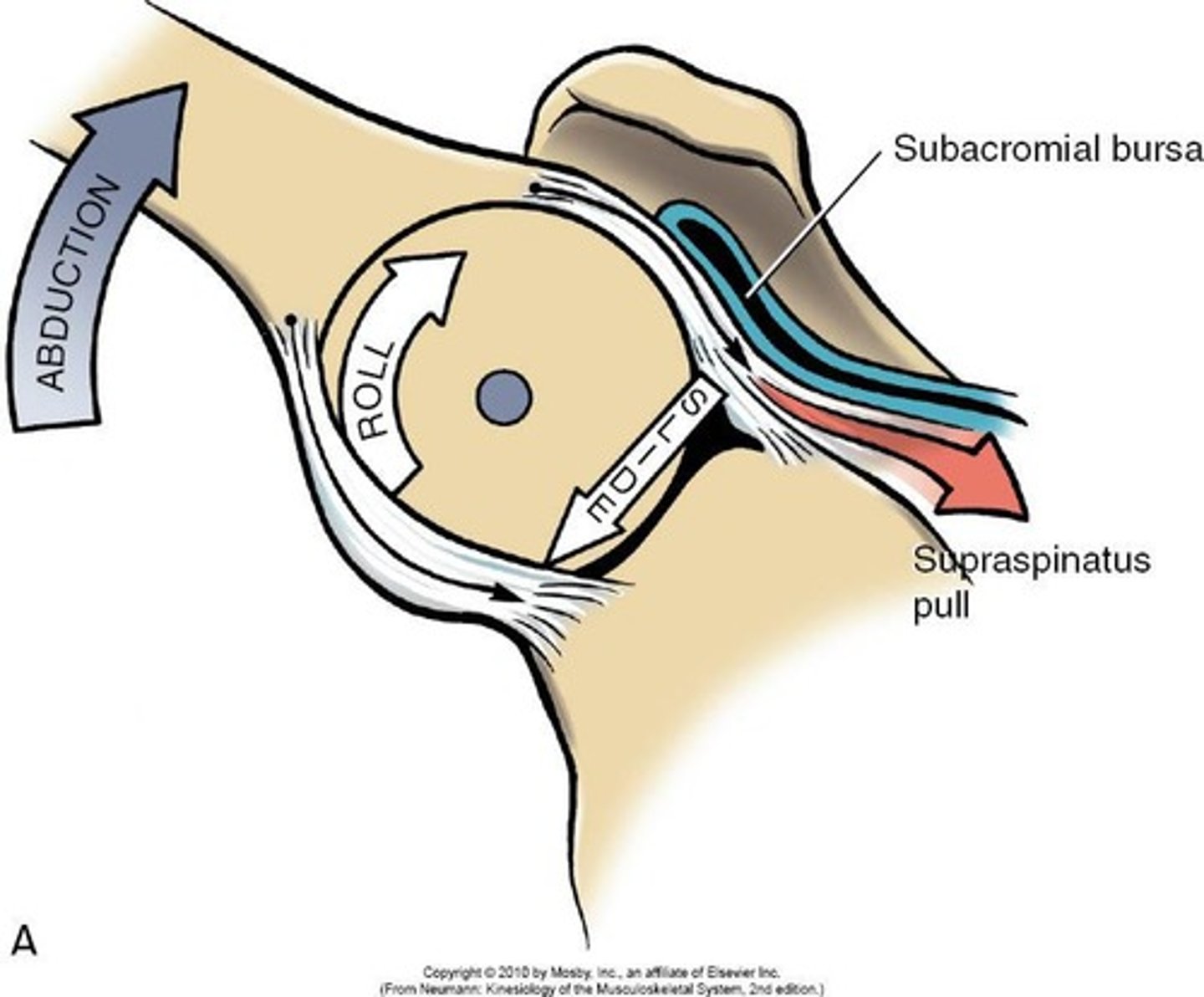 <p>Movement in 3 planes.</p>