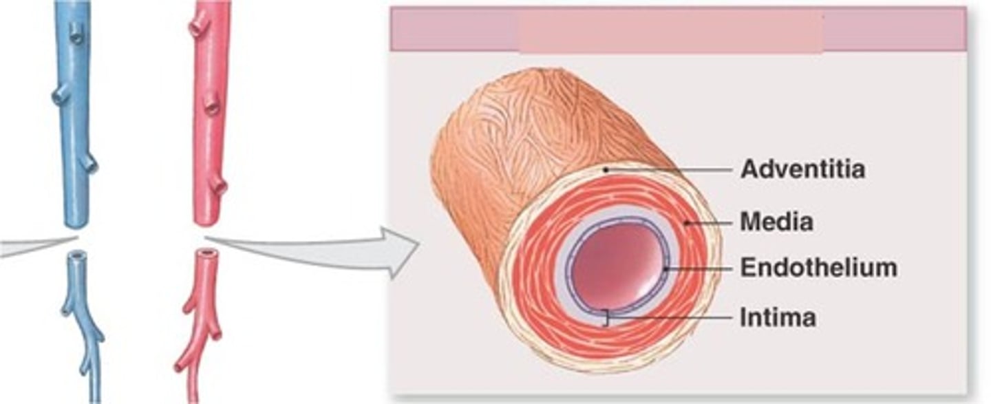 <p>Regulate blood flow by vasoconstriction/vasodilation</p>