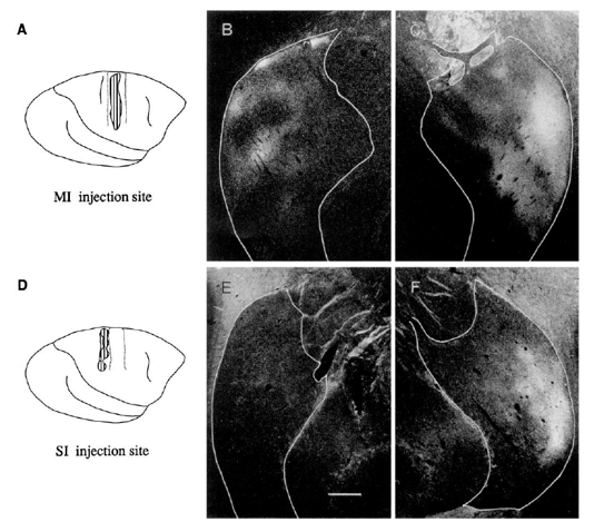 <p>in monkeys, the putamen receives convergent inputs from the primary motor (MI) and somatosensory (SI) cortices</p>