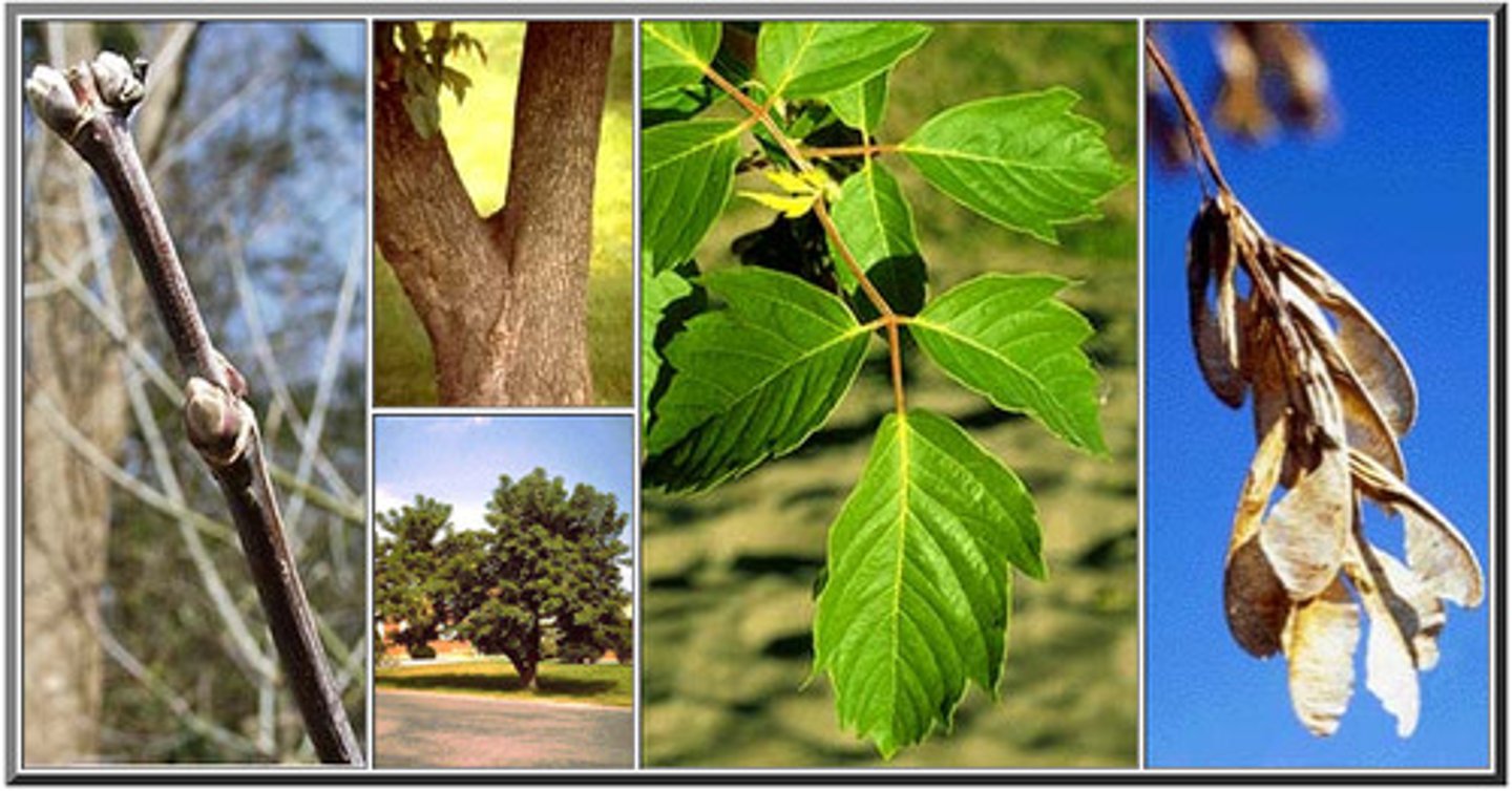 <p>compound leaves with three leaflets; green stem; fruit is helicopters</p>