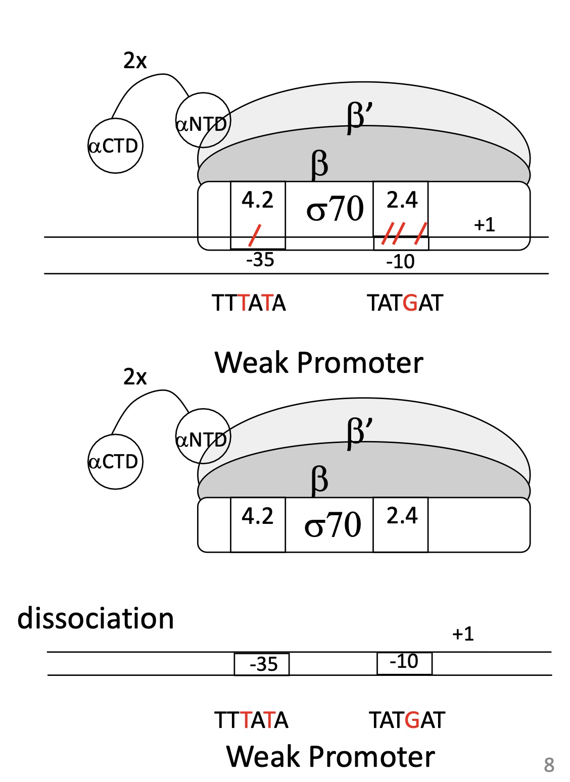 <p>Hexamer &amp; Prinbow box sequences are different from consensus sequences</p><p>Weak binding between domains of&nbsp;σ sub-unit</p><p>Weak association of RNA pol w/ promoter&nbsp;</p><ul><li><p>Dissociation of ARN pol from promoter —&gt; no transcription&nbsp;</p></li></ul><p></p>
