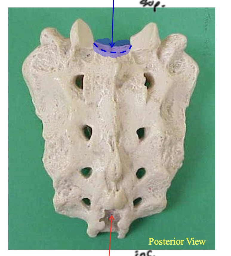 <p>Name the highlighted structure.</p>