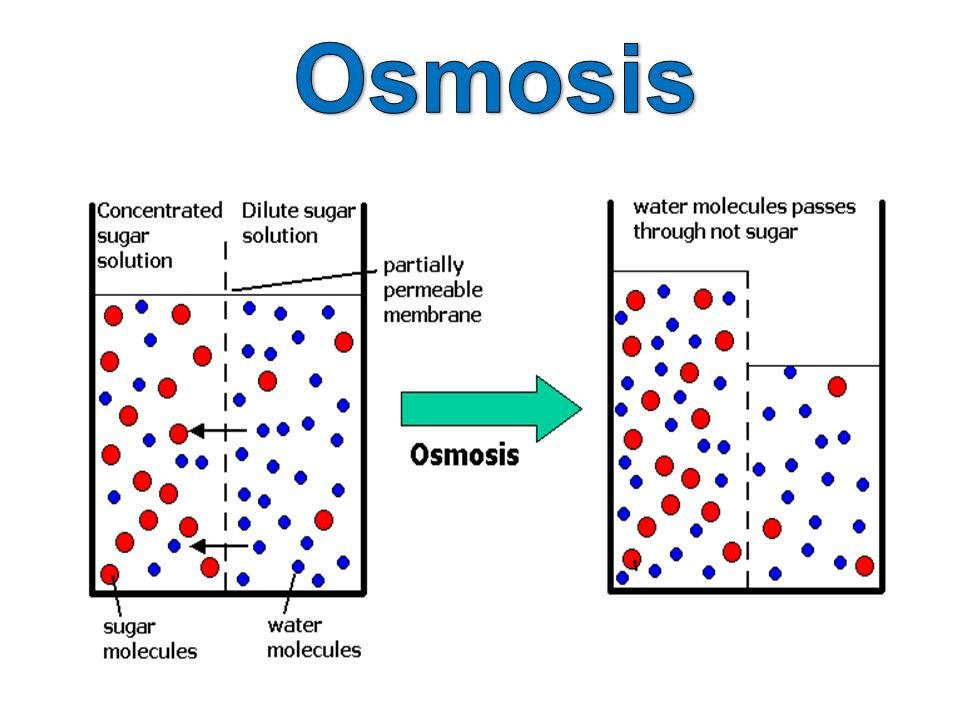 <p>osmosis</p>