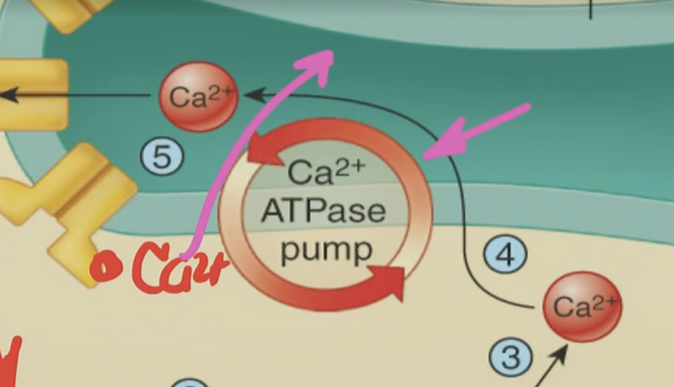 <p>B. It is pumped back into the sarcoplasmic reticulum (SR) by SERCA; happening constantly to contract &amp; relax</p>