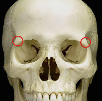 <p>anterior view</p>