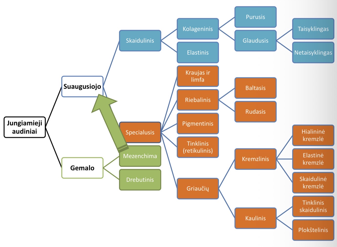 <p><strong>GEMALO</strong> : mezenchima drebutinis</p><p><strong>SUAUGUSIOJO</strong>: skaidulinis ir specialusis</p><ul><li><p>skaidulinis i kolagenini (purusis ir glaudusis (taisyklingasis, netaisyklingasis)) ir elastini</p></li><li><p>Slecialusis i krauja ir limfa, riebalinis, pigmentinis, tinklinis (retikulinis), griauciu</p></li></ul><p></p>