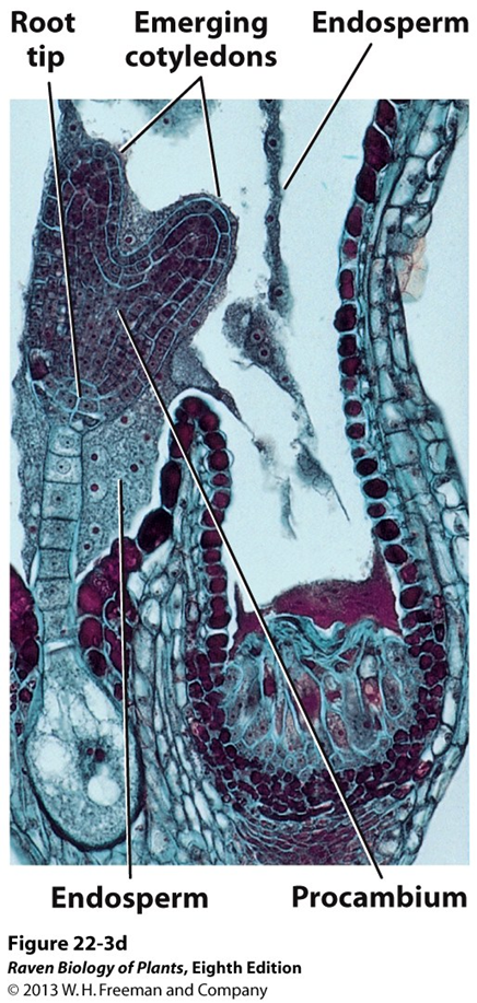 <ul><li><p>[<strong>cotyledons</strong>]: seed leaf, emerge</p></li><li><p>all three primary meristems are present</p></li><li><p>notch forms at the base of emerging cotyledon</p><ul><li><p>site of future apical meristem of the shoot</p></li></ul></li><li><p>suspensor is still present!</p><ul><li><p>metabolically active in angiosperms</p></li><li><p>provide nutrients and growth regulation</p></li><li><p>short-lived! dies before embryo matures</p></li></ul></li></ul><p></p>