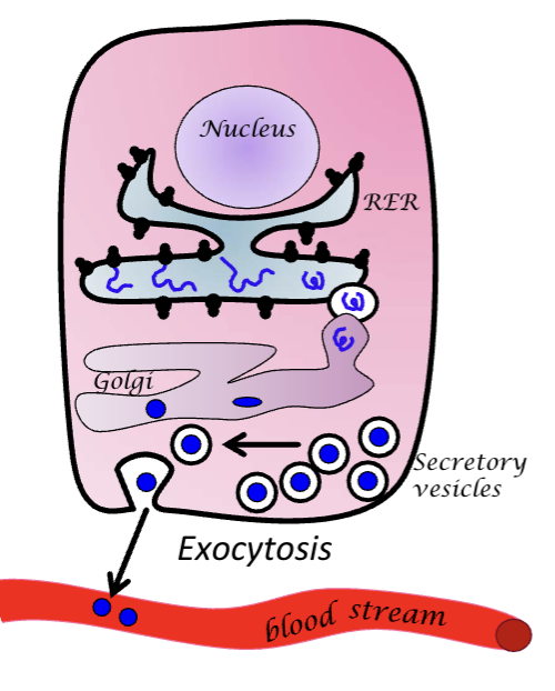 <p>Hydrosoluble hormones</p>