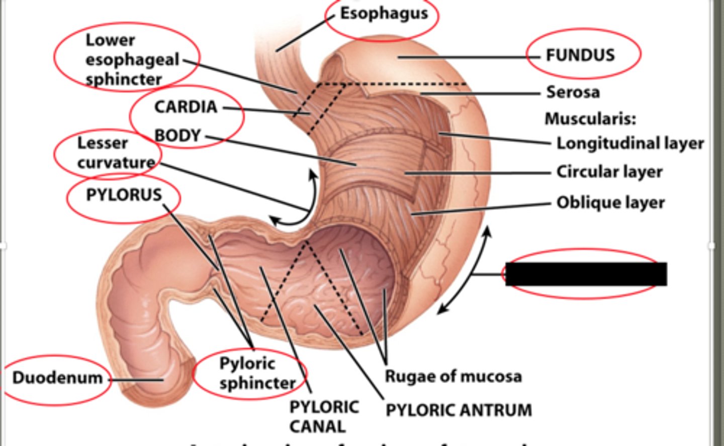 knowt flashcard image