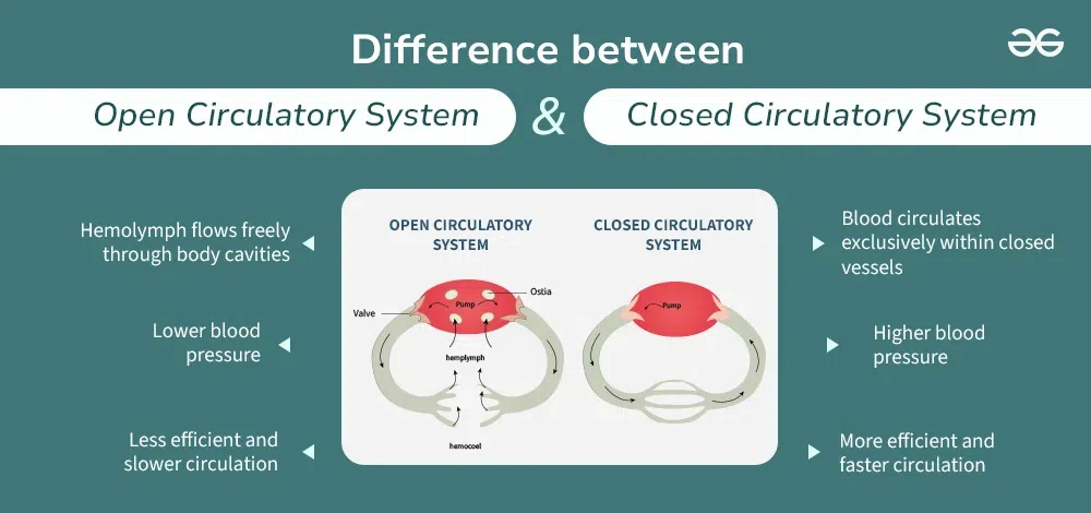 <p>Circulatory systems </p>