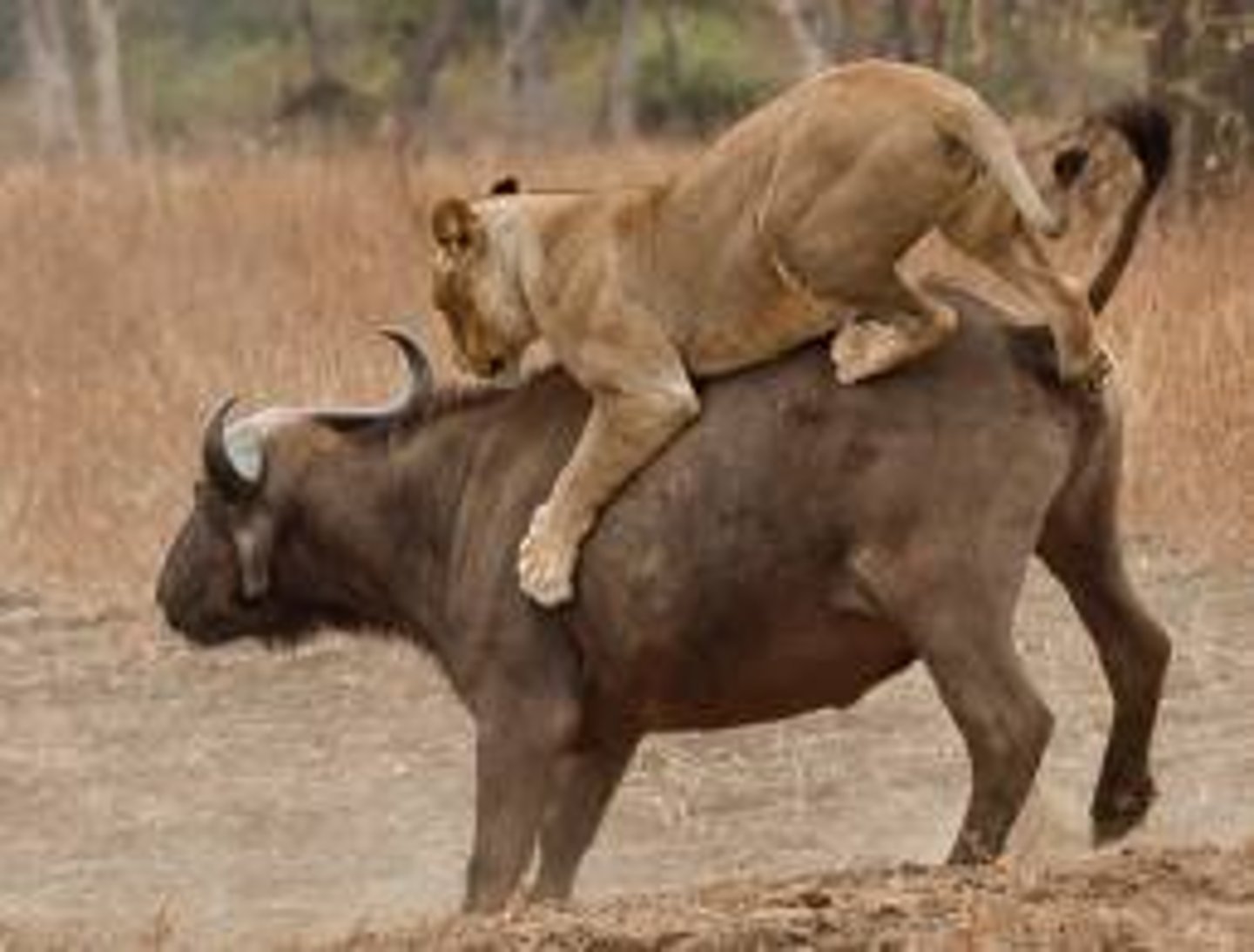 <p>Individuals whose inherited traits confer an advantage have a better chance of surviving in a given environment and will leave more offspring.</p>