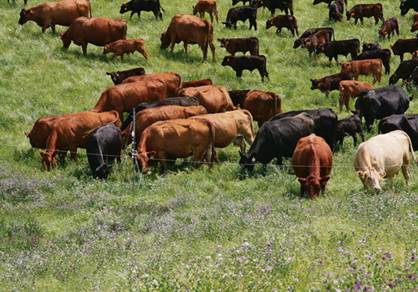 <p>un troupeau de vaches</p>