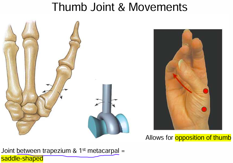 <p>Saddle-shaped</p><p>Allows for opposition of thumb</p>