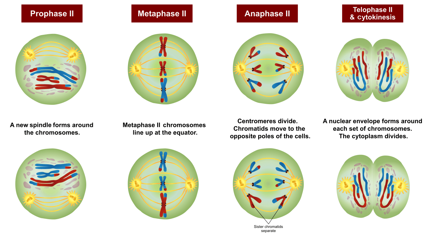 <p>The last several phases of meiosis. In this process chromosome number is preserved. Basically mitosis for haploid cells (because there will only be 23 chromosomes in each resulting cell from meiosis 1 and mitosis occurs on somatic cells which have 46 chromosomes if referring to the human genome.)</p><p>In certain organisms the centrosome will duplicate during or before this process in order to make one available for the upcoming reactions. In some other organisms the centrosome will break down, allowing the 2 centrioles inside to act as centrosomes and to extend microtubules during prophase 2.</p>