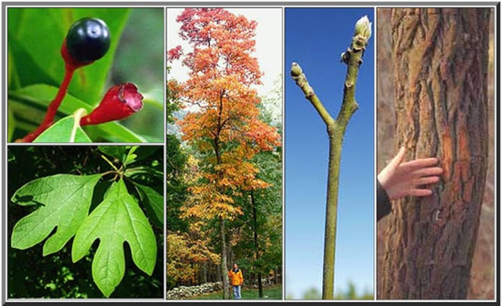 <p>Red in bloom like saffron. Smells spicey, saffron is a spice. Glossy buds like Liquidambar, but not as big or glossy.</p>