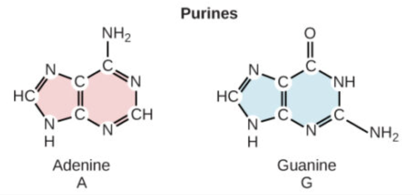<p>Adenine (A) and Guanine (G); they have two rings</p>