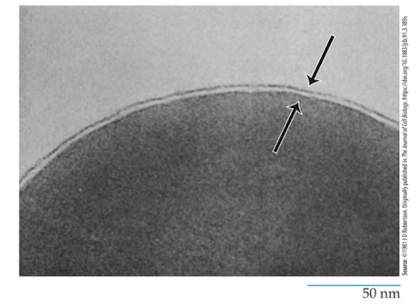 <p>Plasma Membrane </p>