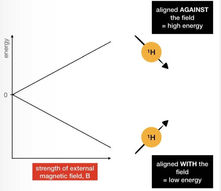<p><strong>The Zeeman Effect</strong></p><ul><li><p>In the presence of a <mark data-color="green" style="background-color: green; color: inherit;">magnetic field (e.g. inside an NMR machine)</mark>, the <mark data-color="yellow" style="background-color: yellow; color: inherit;">spins</mark> of nuclei <u>split into 2 energy levels</u></p></li><li><p>Low energy = ‘spin up’ = aligned WITH the field</p></li><li><p>High energy = ‘spin down’ = aligned AGAINST the field</p></li></ul><p></p>