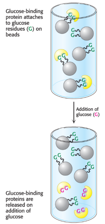 <ul><li><p>proteins bind column based on their affinity for specific molecules/chemical groups</p></li><li><p>resin contains covalently bound molecules/ligands that recognizes certain proteins in mixture and interacts via non-cov interactions</p></li><li><p>bound protein is released by passing solution containing free molecules to compete for binding</p></li><li><p>useful for concentrating proteins</p></li></ul>