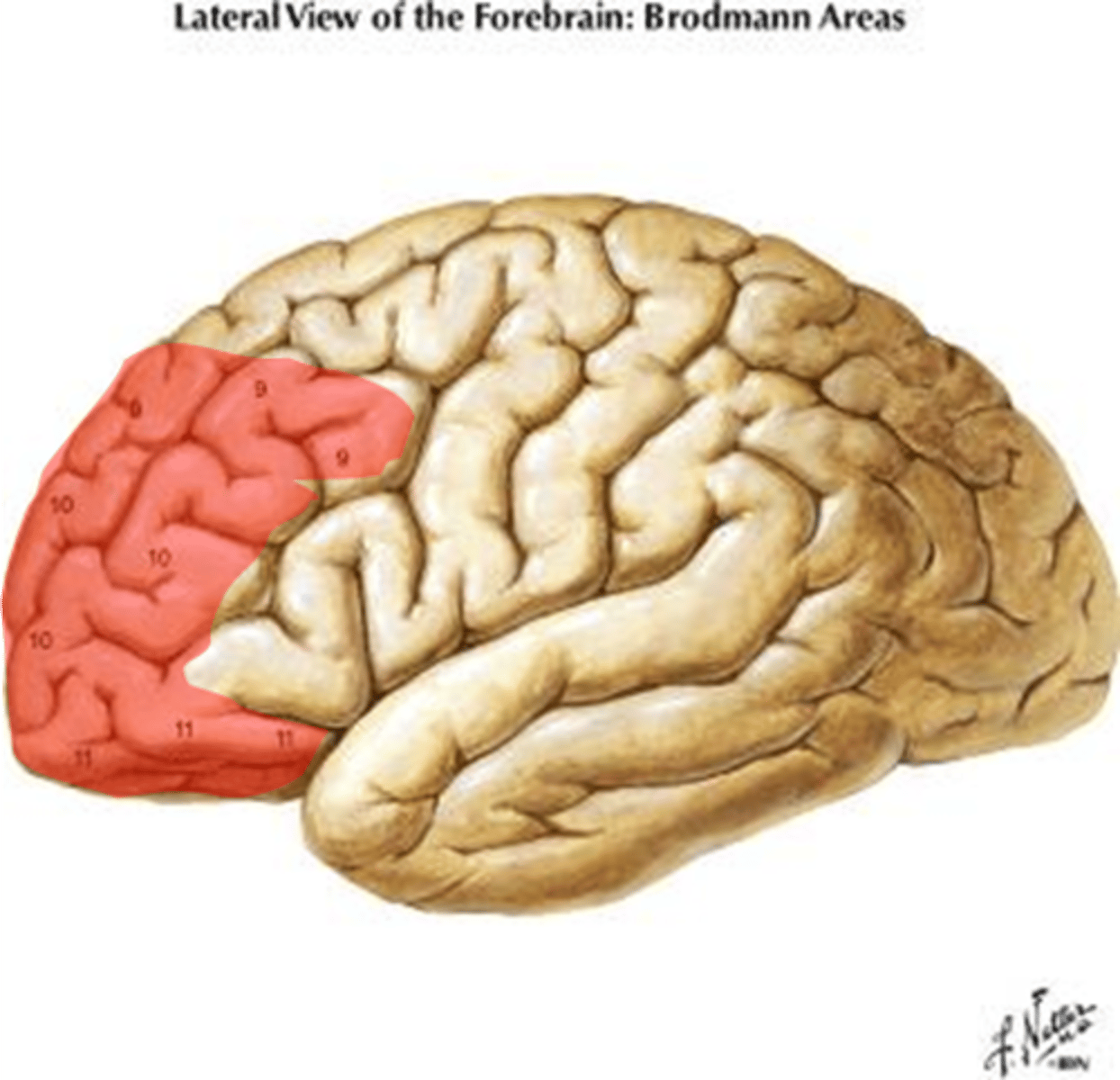 <p>the outermost layer of the frontal lobe and is responsible for many of the executive functions in the brain</p>