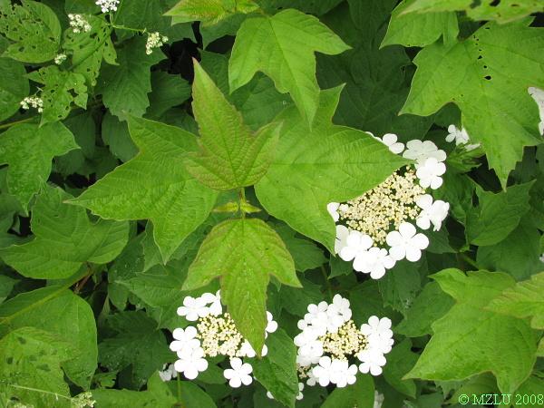 <p><span>kalina obecná</span></p>