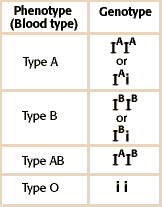 <p>Shown in picture, if A and B are together they are codominant but i is just recessive. </p>