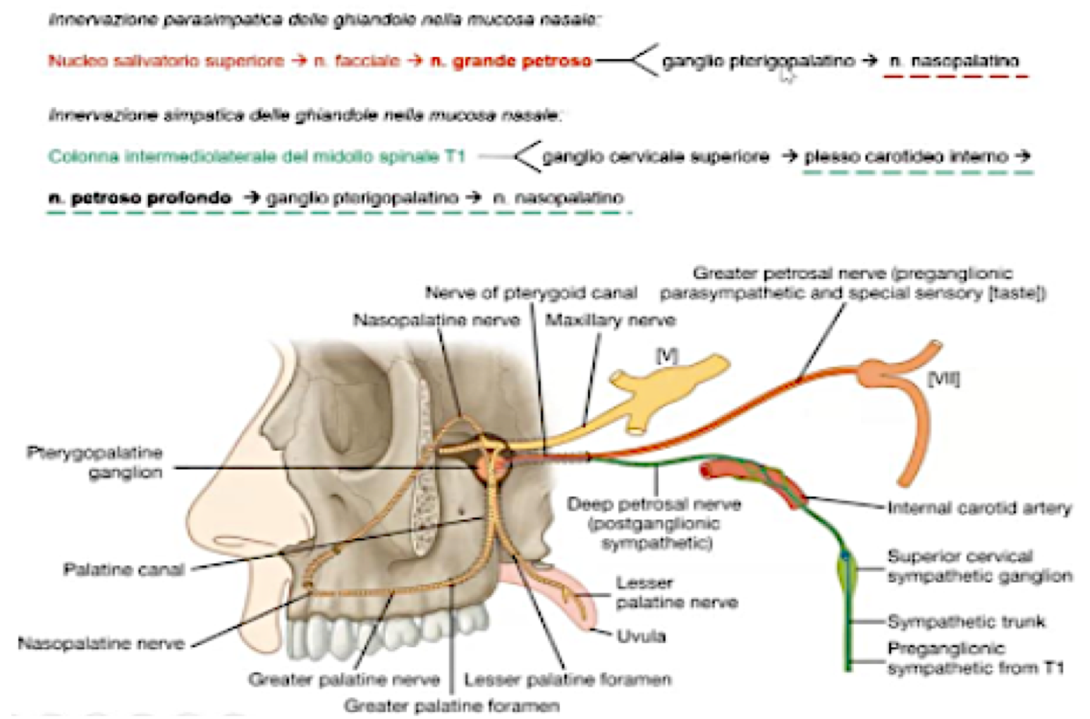 <p>Innervazione:</p><ul><li><p>Sensibilità Generale:</p><ul><li><p>Trigemino → con il nervo oftalmico (V1) per la parte superiore e il nervo mascellare (V2) per la parte inferiore.<br>Linea di separazione delle due parti data dalla punta del naso all’angolo etmoide-sfenoide</p></li></ul></li><li><p>Sensibilità Olfattiva:</p><ul><li><p>Nervo Olfattivo</p></li></ul></li><li><p>Parasimpatico secromotore:</p><ul><li><p>Stimola la secrezione mucosa</p></li><li><p>Nel tronco encefalico abbiamo il Nucleo Salivatorio Superiore dove sono localizzati Neuroni Pregangliali.</p></li><li><p>Questi neuroni, attraverso il nervo facciale e poi il suo ramo, il nervo grande petroso, raggiunge il ganglio pterigopalatino nella fossa pterigopalatina attraverso il canale pterigoideo</p></li><li><p>Qui avvengono sinapsi con fibre postgangliari che attraverso i rami del Nervo Mascellare raggiungono le ghiandole della mucosa nasale</p></li><li><p>Questi rami in particolare sarebbero il Nervo Sfenopalatino e il Nervo Palatino maggiore</p></li></ul></li><li><p>Simpatico vasomotore:</p><ul><li><p>Regola il calibro arteriolare (congestione)</p></li><li><p>Dal midollo spinale a livello T1-L2 abbiamo Neuroni Pregangliari</p></li><li><p>Questi neuroni raggiungono, attraverso la radice anteriore del nervo spinale, il ganglio cervicale superiore.</p></li><li><p>Qui avvengono sinapsi con fibre postgangliari, che raggiungeranno la fossa pterigopalatina attraverso il Nervo Petroso Profondo (anch’esso attraversa il canale pterigoideo)</p></li><li><p>Nella fossa pterigopalatina, attraverserà il ganglio pterigopalatino senza fare sinapsi e poi attraverso i rami del Mascellare raggiungono i vasi della mucosa nasale</p></li></ul></li></ul><p></p>