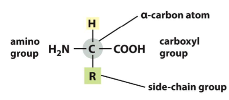 
1. amino group
2. carboxyl group
3. side chain group (R)