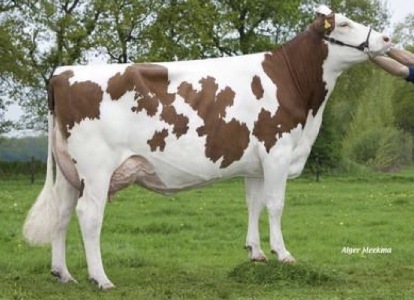 <p>What breed of cow is this and what is it mainly used for commercially?</p>