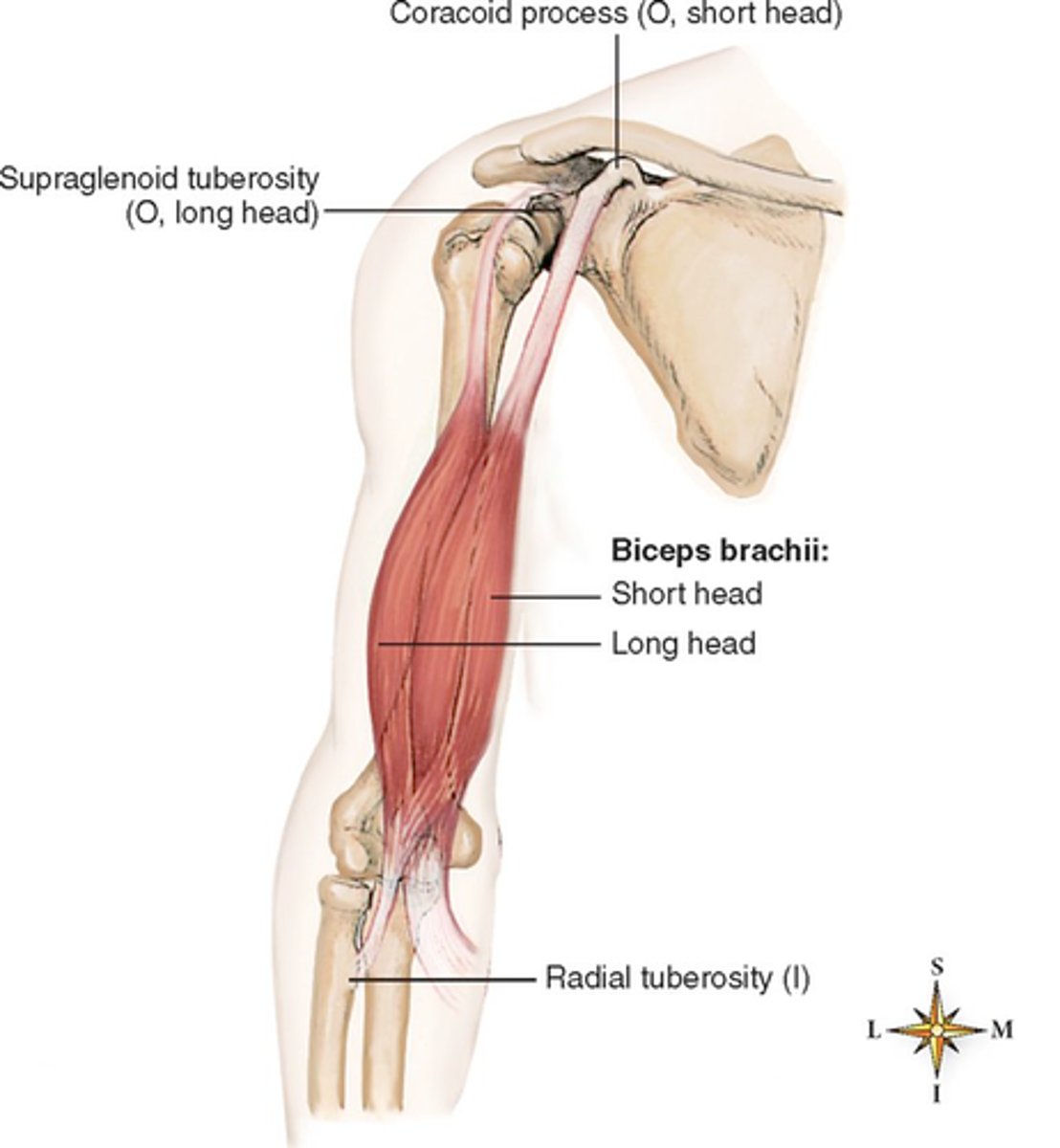 <p>short head: coracoid process of scapula</p><p>long head: supraglenoid tubercle of scapula</p>