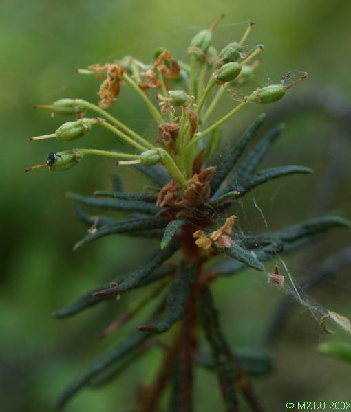 <p><span><em>Ledum palustre</em></span></p>