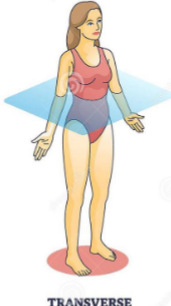 <p>Axial plane</p><p>Horizontal line that separates the superior and inferior halves of the body</p>