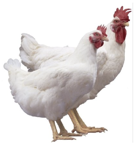 <ul><li><p>cornwall county, england</p></li><li><p>most domestic meat type </p></li><li><p>aggressive, lous, and active </p></li><li><p>100-120 medium light brown eggs per year</p></li></ul><p></p><p></p>