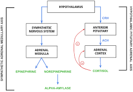 <p>Where are epinephrine and norepinephrine secreted?</p>