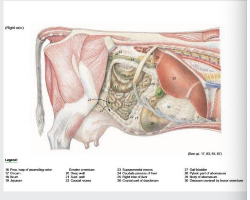<p>Liver reaches dorsally as far as the last rib</p><p></p><p>The gall bladder also rests 10th ICS</p><p></p><p>Note the left lobe of the liver here (1), right lobe would be 24/25 (imagine liver rotated forward)</p><p></p><p>Liver biopsy -10th ICS, ¼ of the length of the rib</p>