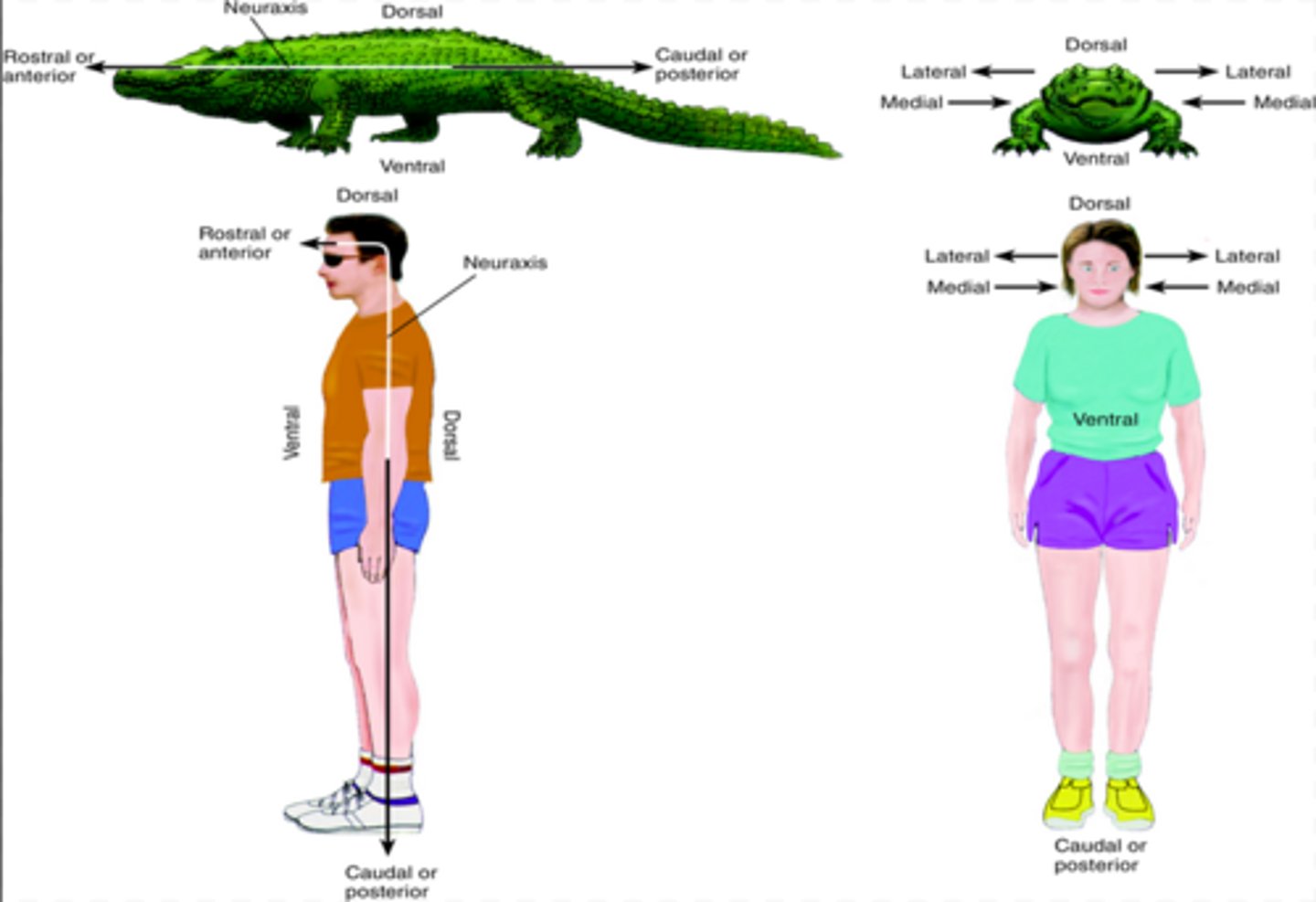 <p>goes from the bottom of the spinal cord to the front of the forebrain. In humans, the neuraxis rotates 90 degrees at the head</p>