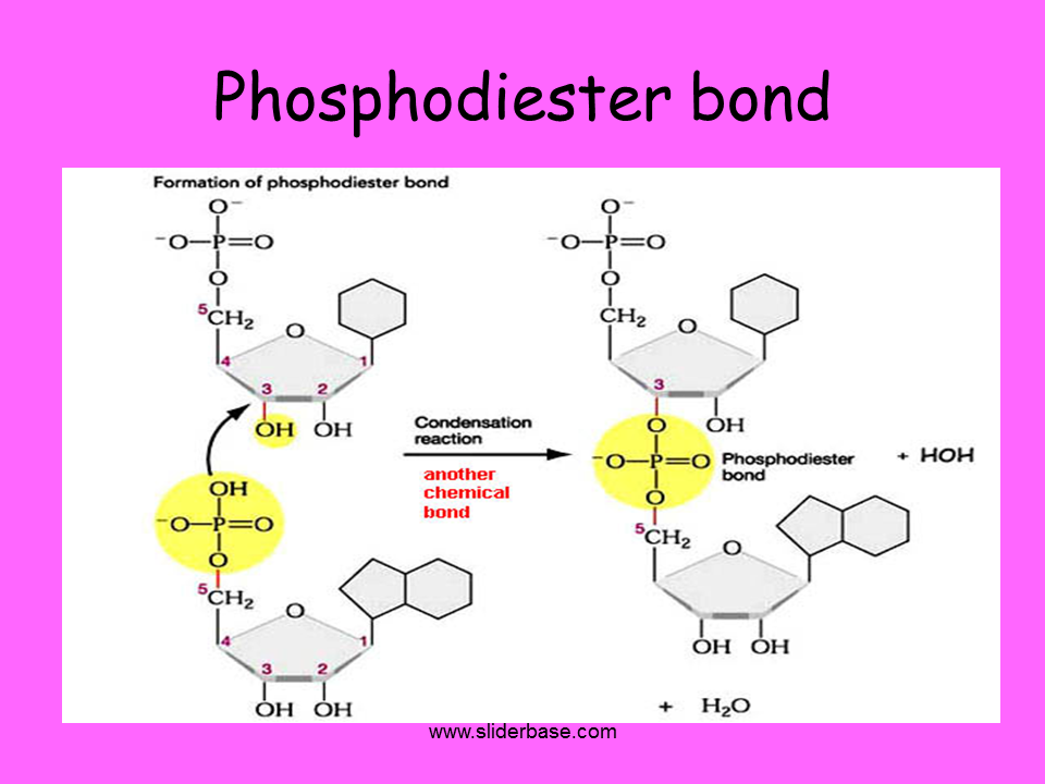 <p>how are phosphodiester bonds formed ?</p>