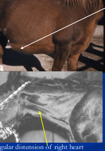 <p><span>Heart Failure in horses&nbsp;</span></p>