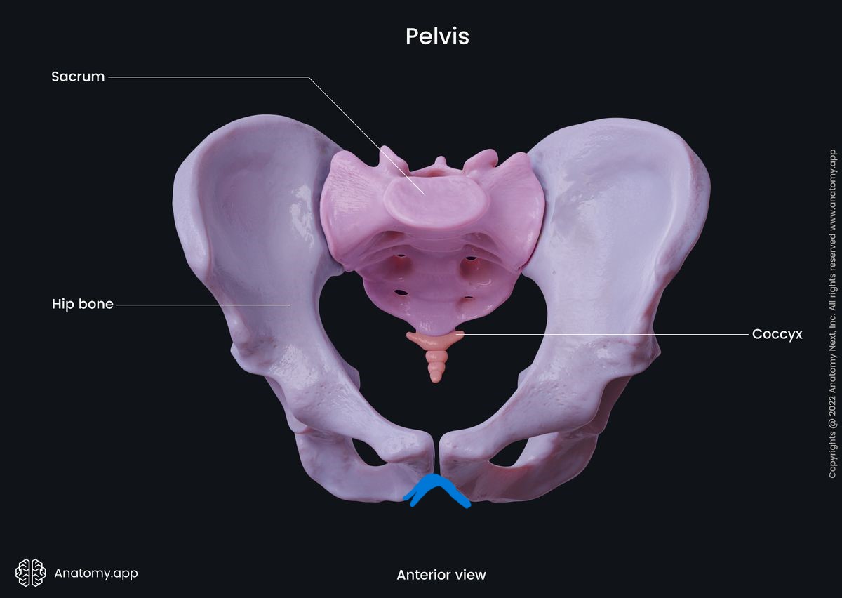 <p>What anatomical structure is outlined in blue?</p>