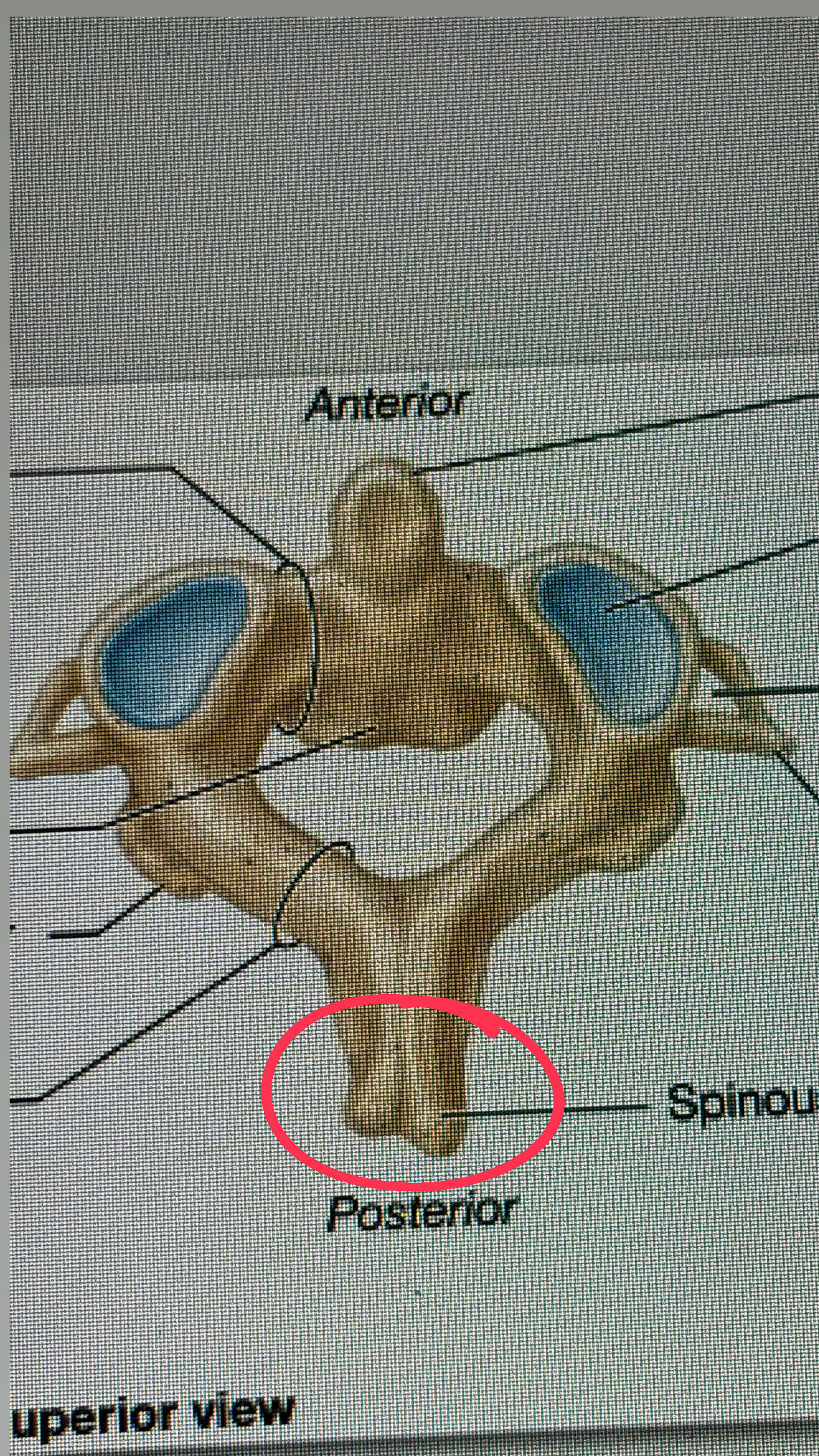 <p>hands of the football player facing towards the back</p>