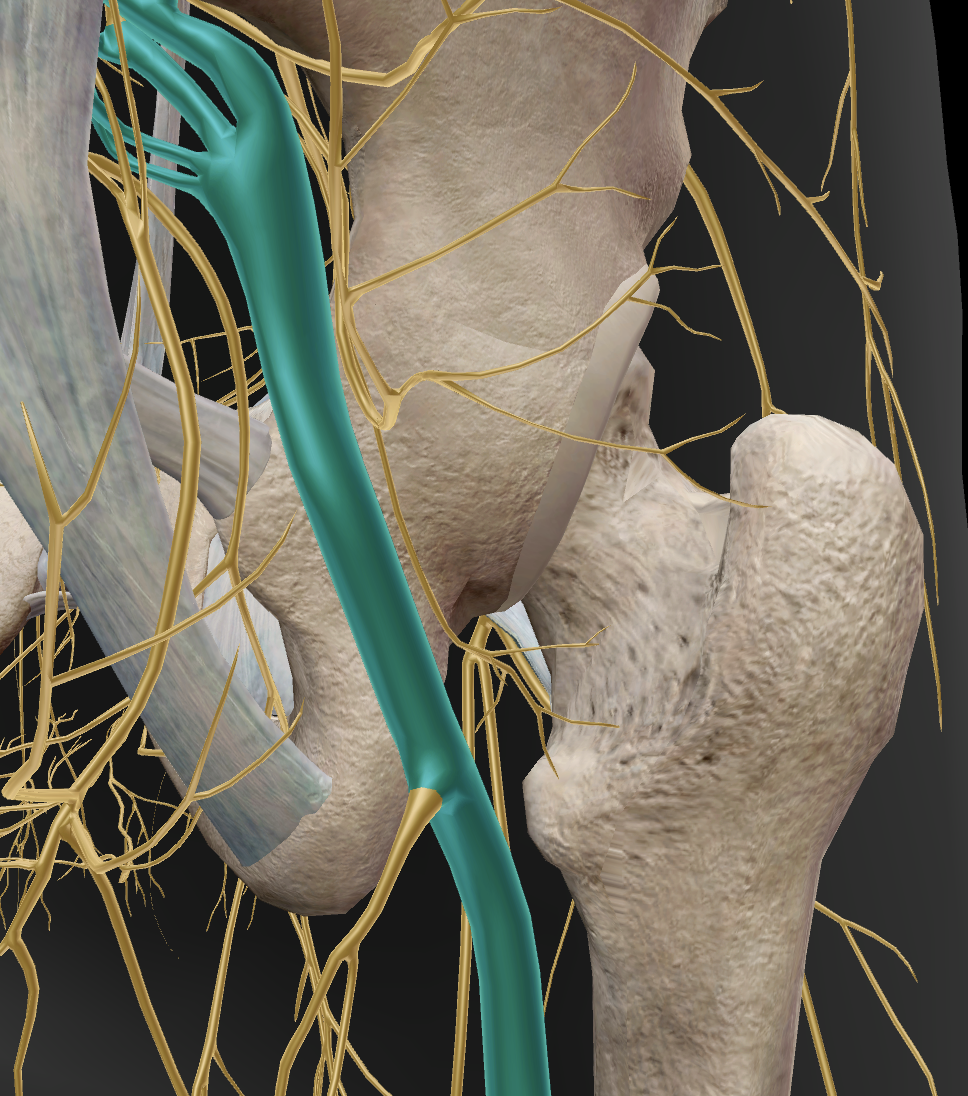 <p>the scaitic nerve sits right behind the hip joint</p>