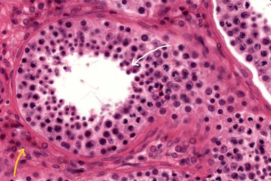 <p>What’s in white?</p>