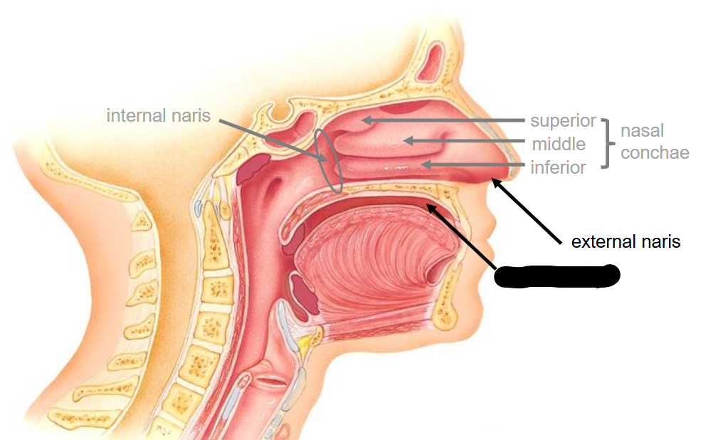 <p>What structure is this&nbsp;</p>