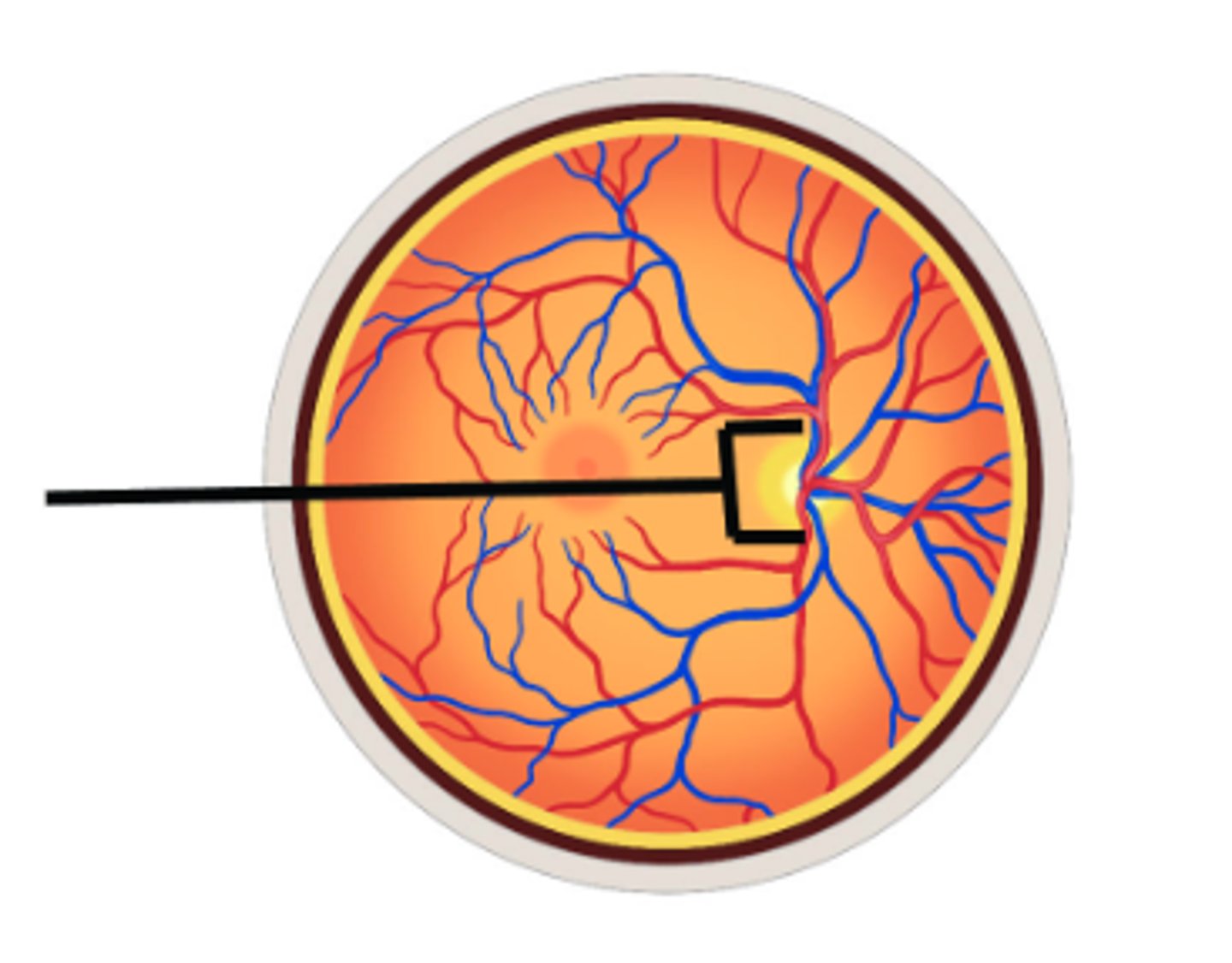 <p>Identify structure.</p>