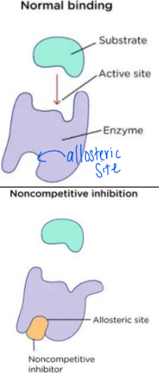 <p>2) <strong>Non-Competitive Inhibitor (NCI): </strong>molecule that can look different from the substrate but is able to bind to the allosteric site on the enzyme</p><p><strong>Allosteric Site:</strong> site that is not the active site but has binding ability for other molecules</p><ul><li><p>binding at the allosteric site <strong>causes the whole enzyme to denature </strong>(change shape) so that the substrate cannot bind to the active site</p></li></ul><p></p>