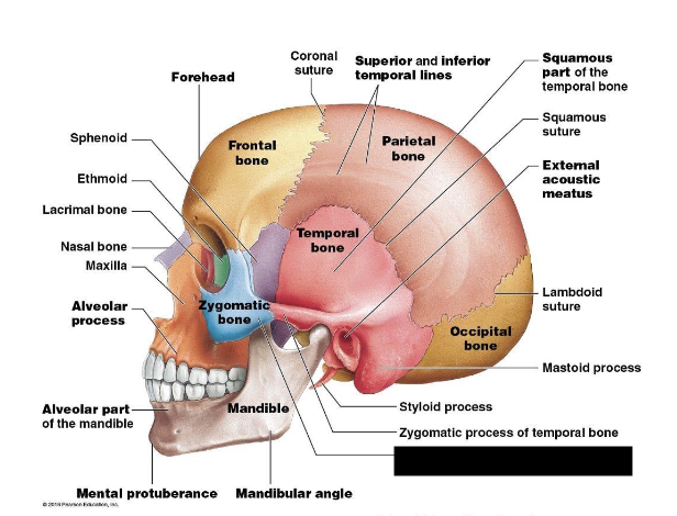 term image