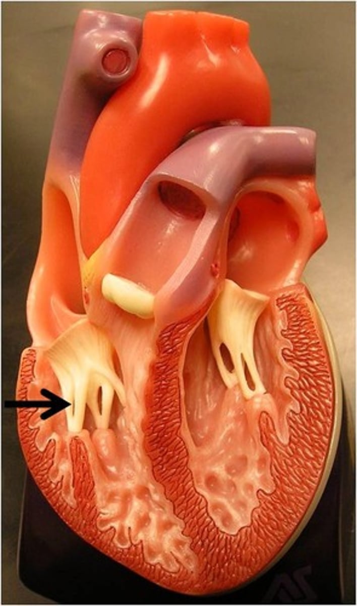 <p>Function: attach to the valves in the heart and prevent them from inverting</p>