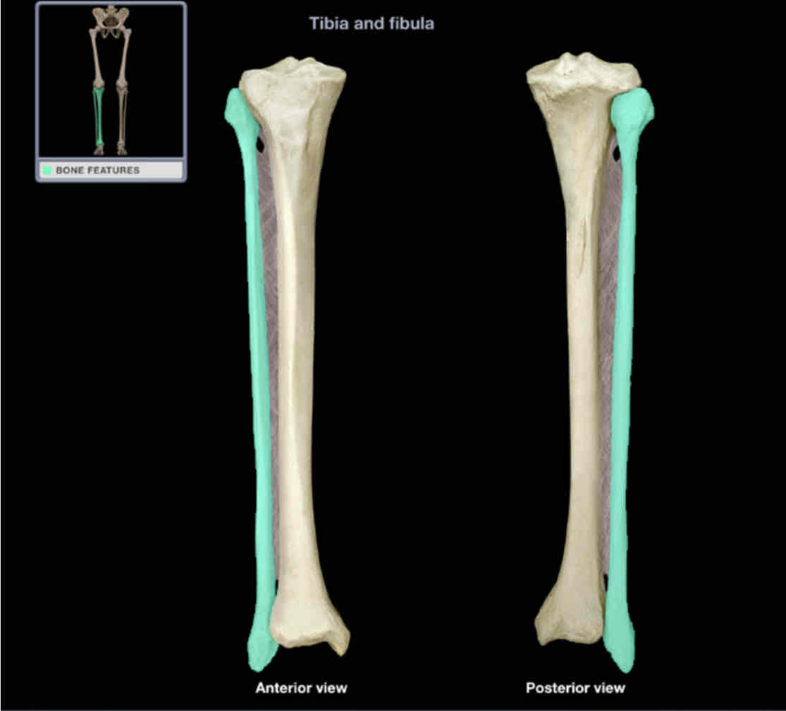 <p>Fibula</p>