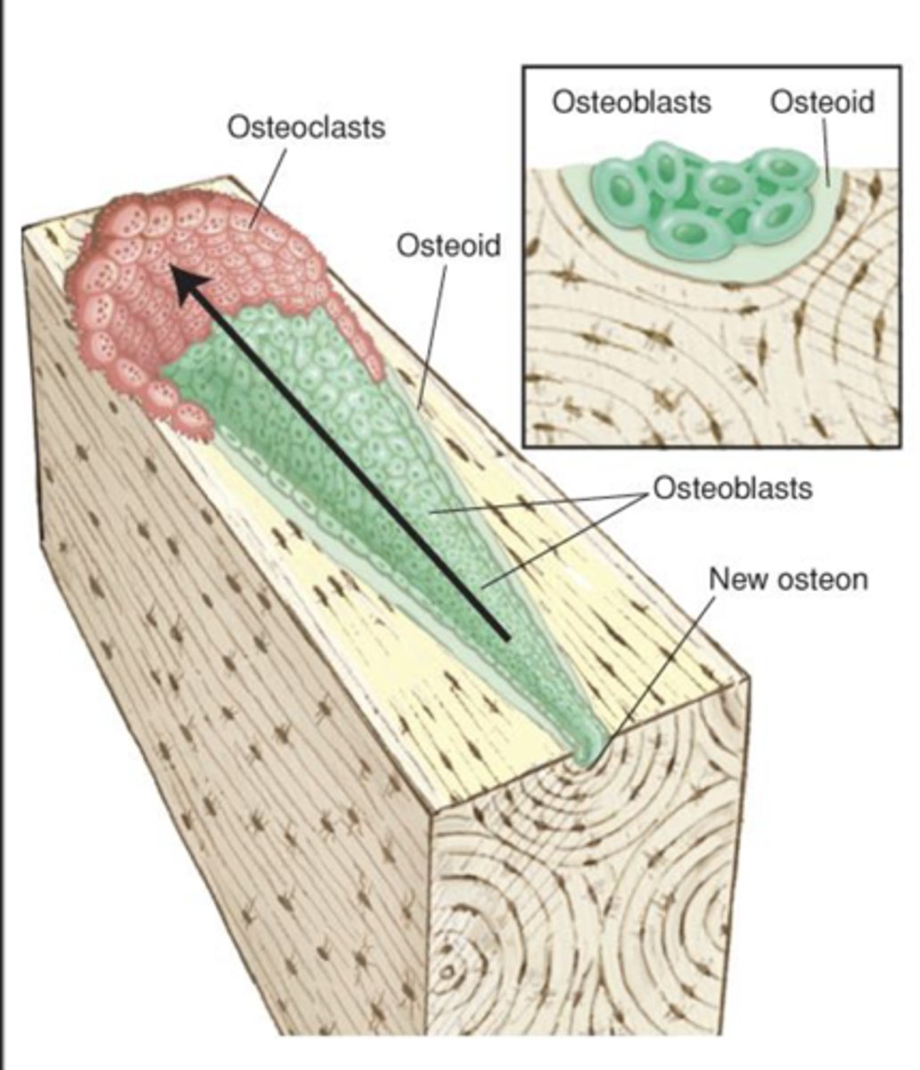 <p>___________ begin to deposit organic matrix (osteoid) on the wall of the osteon canal</p><p>Successive lamellae are deposited, and the canal attains relative proportions of original osteon</p><p>When they receive a signal, osteoblasts release RANKL (induces osteoclast activity)</p>